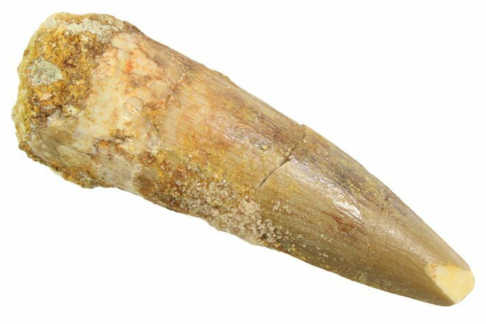 Juvenile Fossil Spinosaurus Tooth - Real Dinosaur Tooth #354827